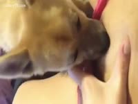 [ Beastiality Sex Tube ] Puppy licking throughout the pants